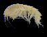  (Epimeria tuberculata - ZMBN_104013)  @11 [ ] CreativeCommons - Attribution Non-Commercial Share-Alike (2015) University of Bergen University of Bergen, Natural History Collections