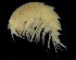  (Epimeria cf. tuberculata - ZMBN_104014)  @12 [ ] CreativeCommons - Attribution Non-Commercial Share-Alike (2015) University of Bergen University of Bergen, Natural History Collections