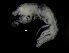  ( - ZMBN_104016)  @11 [ ] CreativeCommons - Attribution Non-Commercial Share-Alike (2015) University of Bergen University of Bergen, Natural History Collections