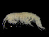  (Eusirus propinquus - ZMBN_104019)  @11 [ ] CreativeCommons - Attribution Non-Commercial Share-Alike (2015) University of Bergen University of Bergen, Natural History Collections