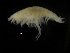  ( - ZMBN_104032)  @11 [ ] CreativeCommons - Attribution Non-Commercial Share-Alike (2015) University of Bergen University of Bergen, Natural History Collections