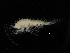  (Lepechinella arctica - ZMBN_104041)  @12 [ ] CreativeCommons - Attribution Non-Commercial Share-Alike (2015) University of Bergen University of Bergen, Natural History Collections
