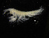  ( - ZMBN_104049)  @12 [ ] CreativeCommons - Attribution Non-Commercial Share-Alike (2015) University of Bergen University of Bergen, Natural History Collections