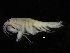  ( - ZMBN_104051)  @11 [ ] CreativeCommons - Attribution Non-Commercial Share-Alike (2015) University of Bergen University of Bergen, Natural History Collections