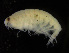  (Lysianassa plumosa - ZMBN_104052)  @11 [ ] CreativeCommons - Attribution Non-Commercial Share-Alike (2015) University of Bergen University of Bergen, Natural History Collections