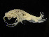  ( - ZMBN_104056)  @13 [ ] CreativeCommons - Attribution Non-Commercial Share-Alike (2015) University of Bergen University of Bergen, Natural History Collections