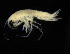  (Nicippe - ZMBN_104057)  @13 [ ] CreativeCommons - Attribution Non-Commercial Share-Alike (2015) University of Bergen University of Bergen, Natural History Collections