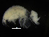  ( - ZMBN_104065)  @11 [ ] CreativeCommons - Attribution Non-Commercial Share-Alike (2015) University of Bergen University of Bergen, Natural History Collections