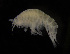  ( - ZMBN_104066)  @11 [ ] CreativeCommons - Attribution Non-Commercial Share-Alike (2015) University of Bergen University of Bergen, Natural History Collections
