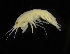  (Rhachotropis thordisae - ZMBN_104071)  @11 [ ] CreativeCommons - Attribution Non-Commercial Share-Alike (2015) University of Bergen University of Bergen, Natural History Collections