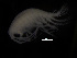  ( - ZMBN_104074)  @11 [ ] CreativeCommons - Attribution Non-Commercial Share-Alike (2015) University of Bergen University of Bergen, Natural History Collections
