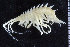  ( - ZMBN_104478)  @13 [ ] CreativeCommons - Attribution Non-Commercial Share-Alike (2015) UoB, Norway University of Bergen, Natural History Collections