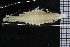  ( - ZMBN_104478)  @13 [ ] CreativeCommons - Attribution Non-Commercial Share-Alike (2015) UoB, Norway University of Bergen, Natural History Collections