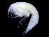  (Amphilochus hamatus - ZMBN_104479)  @12 [ ] CreativeCommons - Attribution Non-Commercial Share-Alike (2015) UoB, Norway University of Bergen, Natural History Collections