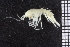  ( - ZMBN_104485)  @11 [ ] CreativeCommons - Attribution Non-Commercial Share-Alike (2015) UoB, Norway University of Bergen, Natural History Collections