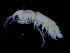  (Halice - ZMBN_104490)  @13 [ ] CreativeCommons - Attribution Non-Commercial Share-Alike (2015) UoB, Norway University of Bergen, Natural History Collections