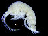  ( - ZMBN_104495)  @11 [ ] CreativeCommons - Attribution Non-Commercial Share-Alike (2015) UoB, Norway University of Bergen, Natural History Collections