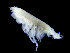  ( - ZMBN_104500)  @11 [ ] CreativeCommons - Attribution Non-Commercial Share-Alike (2015) UoB, Norway University of Bergen, Natural History Collections