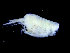  (Hyperiopsis - ZMBN_104503)  @11 [ ] CreativeCommons - Attribution Non-Commercial Share-Alike (2015) UoB, Norway University of Bergen, Natural History Collections