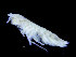  (Laothoes meinerti - ZMBN_104506)  @11 [ ] CreativeCommons - Attribution Non-Commercial Share-Alike (2015) UoB, Norway University of Bergen, Natural History Collections