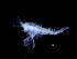  ( - ZMBN_104507)  @11 [ ] CreativeCommons - Attribution Non-Commercial Share-Alike (2015) UoB, Norway University of Bergen, Natural History Collections