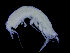  ( - ZMBN_104516)  @11 [ ] CreativeCommons - Attribution Non-Commercial Share-Alike (2015) UoB, Norway University of Bergen, Natural History Collections