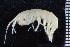  (Rhachotropis lomonosovi - ZMBN_104530)  @11 [ ] CreativeCommons - Attribution Non-Commercial Share-Alike (2015) UoB, Norway University of Bergen, Natural History Collections