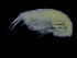  (Amphilochus sp1Pans - ZMBN_104532)  @12 [ ] CreativeCommons - Attribution Non-Commercial Share-Alike (2015) UoB, Norway University of Bergen, Natural History Collections