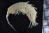  ( - ZMBN_104543)  @11 [ ] CreativeCommons - Attribution Non-Commercial Share-Alike (2015) UoB, Norway University of Bergen, Natural History Collections