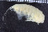  (Halirages stappersi - ZMBN_104553)  @11 [ ] CreativeCommons - Attribution Non-Commercial Share-Alike (2015) UoB, Norway University of Bergen, Natural History Collections
