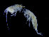  (Haliragoides - ZMBN_104554)  @12 [ ] CreativeCommons - Attribution Non-Commercial Share-Alike (2015) UoB, Norway University of Bergen, Natural History Collections