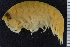  (Trischizostomatidae - ZMBN_108146)  @11 [ ] CreativeCommons - Attribution Non-Commercial Share-Alike (2016) University of Bergen Natural History Collections