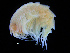  (Epimeria parasitica - ZMBN_108147)  @11 [ ] CreativeCommons - Attribution Non-Commercial Share-Alike (2016) University of Bergen Natural History Collections