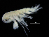  ( - ZMBN_108150)  @11 [ ] CreativeCommons - Attribution Non-Commercial Share-Alike (2016) University of Bergen Natural History Collections