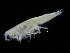  ( - ZMBN_108151)  @11 [ ] CreativeCommons - Attribution Non-Commercial Share-Alike (2016) University of Bergen Natural History Collections