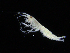  (Rhachotropis helleri - ZMBN_108154)  @11 [ ] CreativeCommons - Attribution Non-Commercial Share-Alike (2016) University of Bergen Natural History Collections