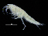  ( - ZMBN_108155)  @11 [ ] CreativeCommons - Attribution Non-Commercial Share-Alike (2016) University of Bergen Natural History Collections