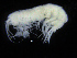  (Eusirus cf. leptocarpus - ZMBN_108159)  @11 [ ] CreativeCommons - Attribution Non-Commercial Share-Alike (2016) University of Bergen Natural History Collections