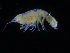  ( - ZMBN_108165)  @11 [ ] CreativeCommons - Attribution Non-Commercial Share-Alike (2016) University of Bergen Natural History Collections