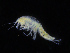  (Bathymedon saussurei - ZMBN_108168)  @11 [ ] CreativeCommons - Attribution Non-Commercial Share-Alike (2016) University of Bergen Natural History Collections