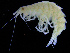  ( - ZMBN_108169)  @11 [ ] CreativeCommons - Attribution Non-Commercial Share-Alike (2016) University of Bergen Natural History Collections