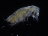  ( - ZMBN_108171)  @11 [ ] CreativeCommons - Attribution Non-Commercial Share-Alike (2016) University of Bergen Natural History Collections