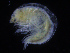  ( - ZMBN_108172)  @11 [ ] CreativeCommons - Attribution Non-Commercial Share-Alike (2016) University of Bergen Natural History Collections