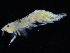  ( - ZMBN_108173)  @11 [ ] CreativeCommons - Attribution Non-Commercial Share-Alike (2016) University of Bergen Natural History Collections