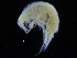  ( - ZMBN_108176)  @11 [ ] CreativeCommons - Attribution Non-Commercial Share-Alike (2016) University of Bergen Natural History Collections