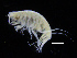  ( - ZMBN_108179)  @11 [ ] CreativeCommons - Attribution Non-Commercial Share-Alike (2016) University of Bergen Natural History Collections