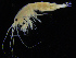  ( - ZMBN_108180)  @11 [ ] CreativeCommons - Attribution Non-Commercial Share-Alike (2016) University of Bergen Natural History Collections