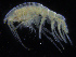  ( - ZMBN_108183)  @11 [ ] CreativeCommons - Attribution Non-Commercial Share-Alike (2016) University of Bergen Natural History Collections