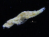  (Rhachotropis macropus - ZMBN_108184)  @11 [ ] CreativeCommons - Attribution Non-Commercial Share-Alike (2016) University of Bergen Natural History Collections