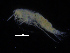  ( - ZMBN_108188)  @11 [ ] CreativeCommons - Attribution Non-Commercial Share-Alike (2016) University of Bergen Natural History Collections